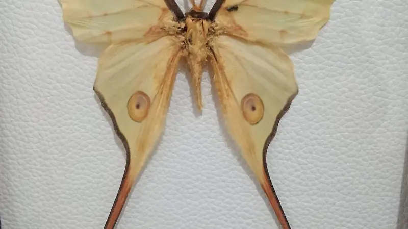 BICHOS-MUSEO-EXPOSICIÓN